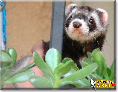 Axel, the Pet of the Day Axel, the Pet of the Day