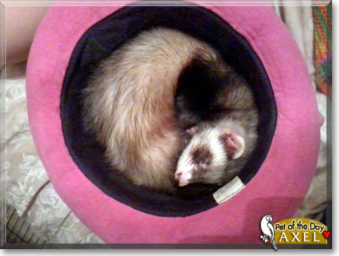 Axel, the Pet of the Day Axel, the Pet of the Day