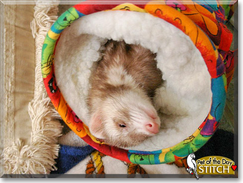 Stitch, the Pet of the Day Stitch, the Pet of the Day