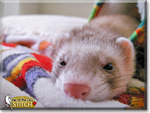 Stitch, the Pet of the Day Stitch, the Pet of the Day