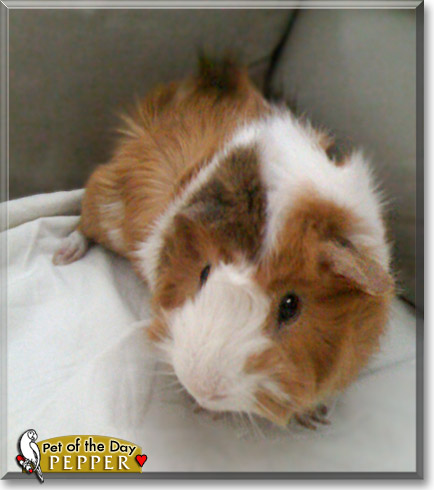 Pepper, the Pet of the Day Pepper, the Pet of the Day