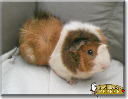 Pepper, the Pet of the Day Pepper, the Pet of the Day