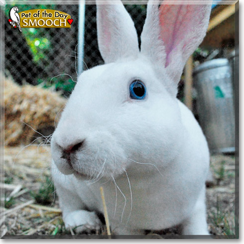 Smooch, the Pet of the Day Smooch, the Pet of the Day