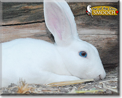 Smooch, the Pet of the Day Smooch, the Pet of the Day