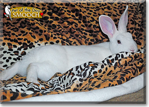 Smooch, the Pet of the Day Smooch, the Pet of the Day