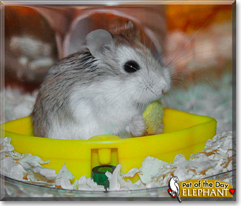 Elephant, the Pet of the Day