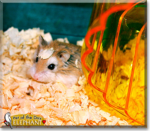 Elephant, the Pet of the Day Elephant, the Pet of the Day