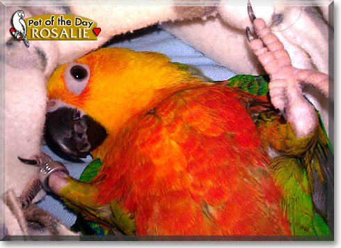 Rosalie, the Pet of the Day Rosalie, the Pet of the Day