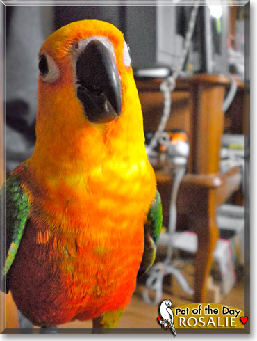 Rosalie, the Pet of the Day Rosalie, the Pet of the Day