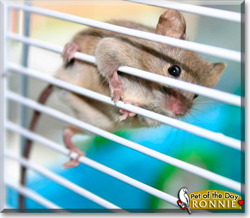 Ronnie, the Pet of the Day Ronnie, the Pet of the Day
