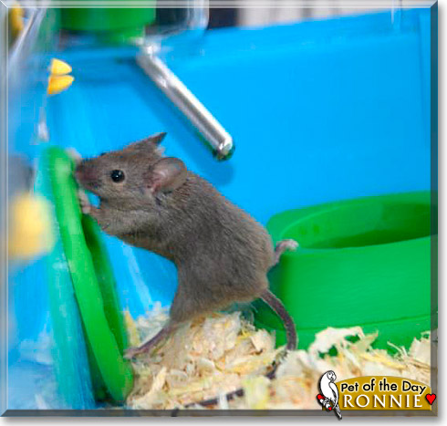 Ronnie, the Pet of the Day Ronnie, the Pet of the Day