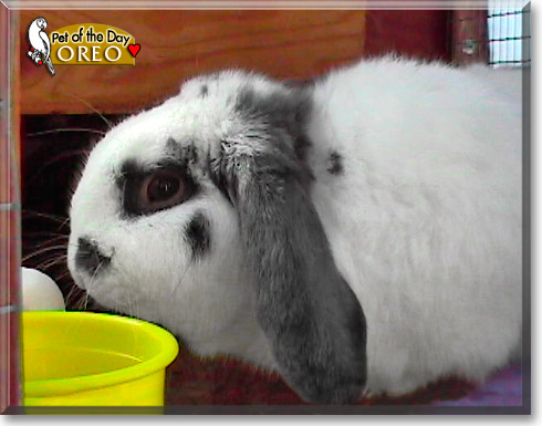 Oreo, the Pet of the Day Oreo, the Pet of the Day
