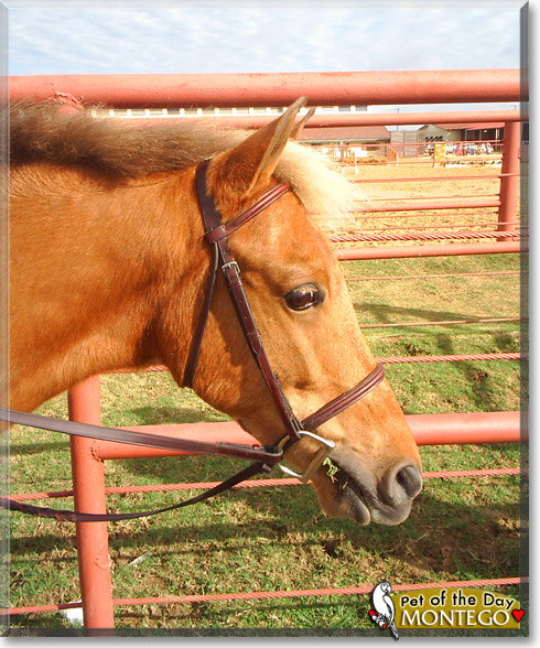Montego, the Pet of the Day Montego, the Pet of the Day
