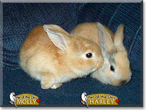 Molly, Harley, the Pet of the Day Molly, Harley, the Pet of the Day