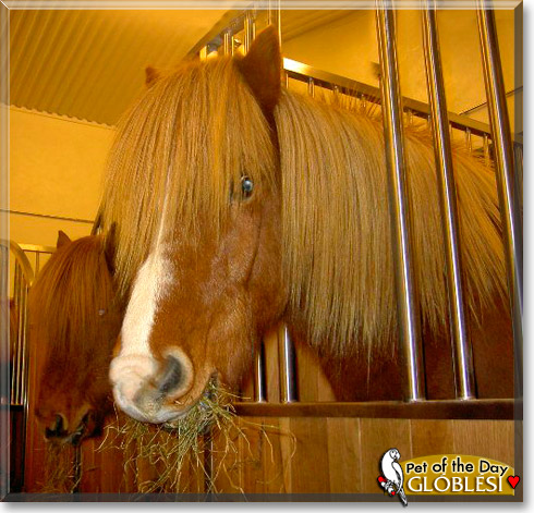 Glóblési, the Pet of the Day