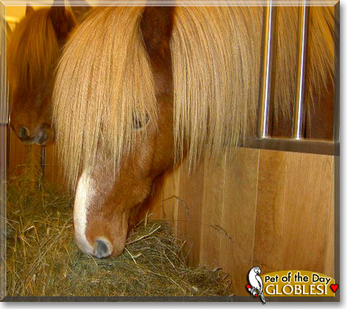Glóblési, the Pet of the Day Glóblési, the Pet of the Day
