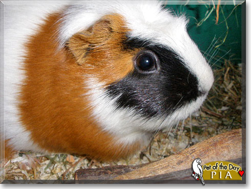Pia, the Pet of the Day Pia, the Pet of the Day