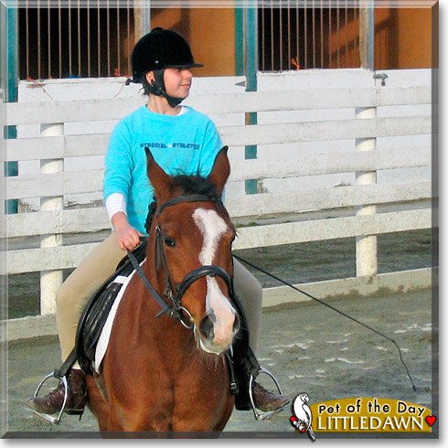 Littledawn, the Pet of the Day