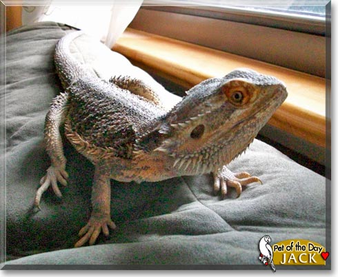 Jack, the Pet of the Day Jack, the Pet of the Day