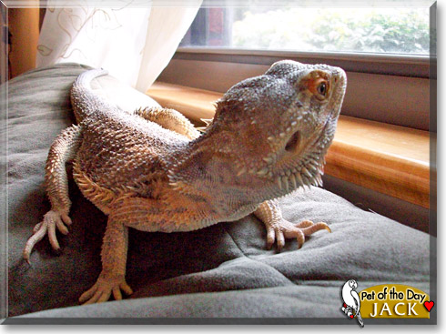 Jack, the Pet of the Day Jack, the Pet of the Day