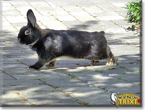 Trixi, the Pet of the Day Trixi, the Pet of the Day