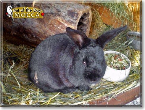 Mocca, the Pet of the Day