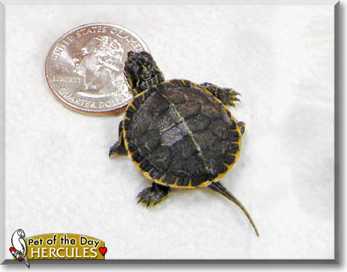 Hercules, the Pet of the Day