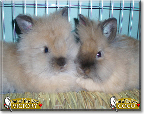 Victory and Coco, the Pet of the Day Victory and Coco, the Pet of the Day