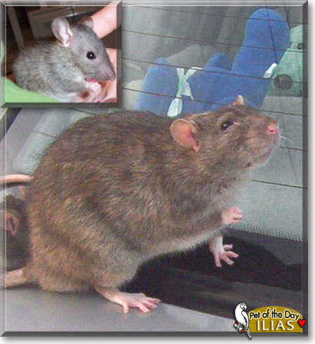 Ilias, the Pet of the Day