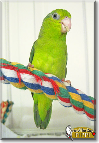 Pippi, the Pet of the Day Pippi, the Pet of the Day