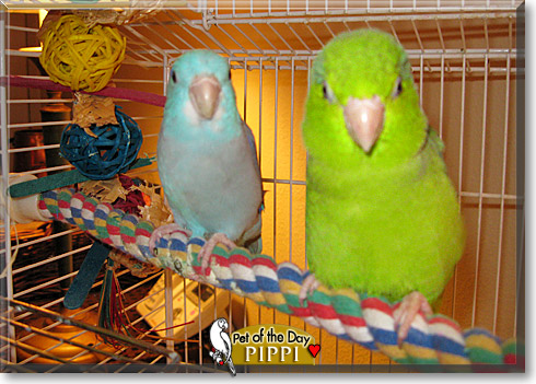 Pippi, the Pet of the Day Pippi, the Pet of the Day