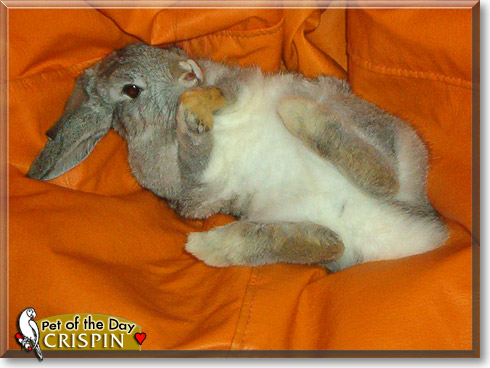 Crispin, the Pet of the Day Crispin, the Pet of the Day