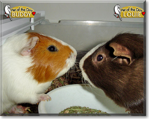 Louie, Buddy, the Pet of the Day Louie, Buddy, the Pet of the Day