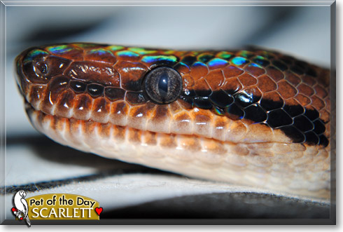Scarlett, the Pet of the Day Scarlett, the Pet of the Day