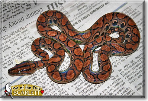 Scarlett, the Pet of the Day Scarlett, the Pet of the Day