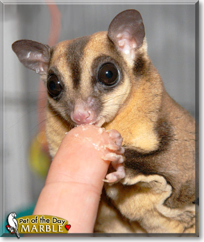 Marble, the Pet of the Day Marble, the Pet of the Day