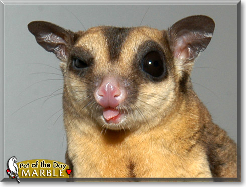 Marble, the Pet of the Day Marble, the Pet of the Day