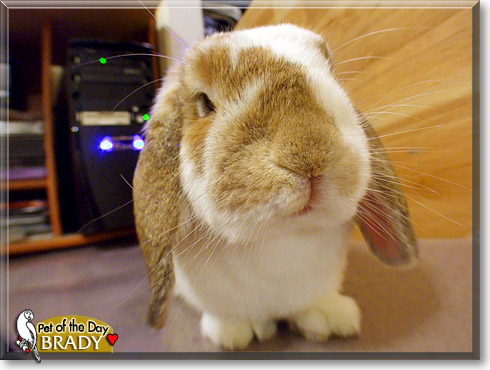 Brady, the Pet of the Day Brady, the Pet of the Day