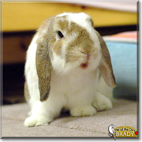 Brady, the Pet of the Day Brady, the Pet of the Day
