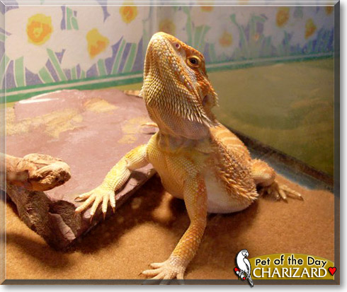 Charizard, the Pet of the Day Charizard, the Pet of the Day
