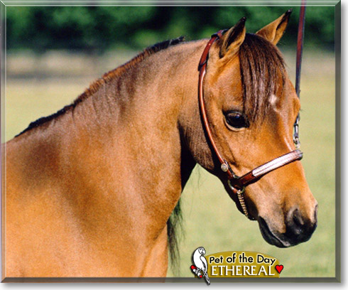 Ethereal, the Pet of the Day