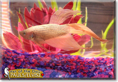 Paul5/Elvis2, the Pet of the Day