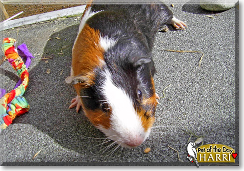 Harri, the Pet of the Day