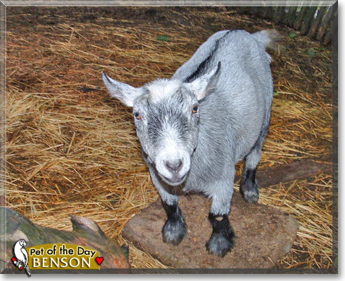 Benson, the Pet of the Day Benson, the Pet of the Day
