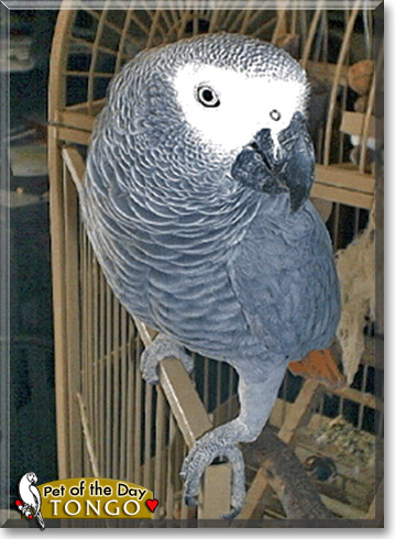 Tongo, the Pet of the Day Tongo, the Pet of the Day