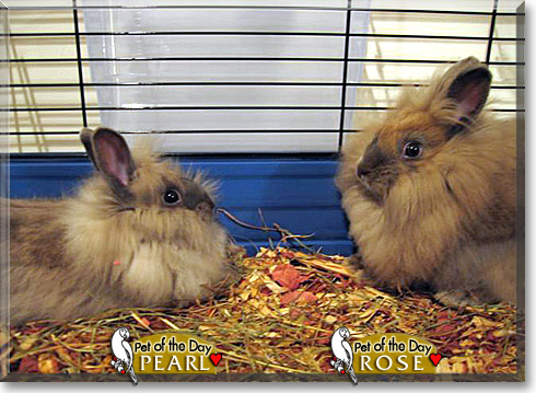 Rose, Pearl, the Pet of the Day Rose, Pearl, the Pet of the Day