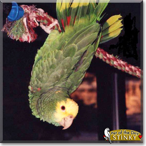 Stinky, the Pet of the Day