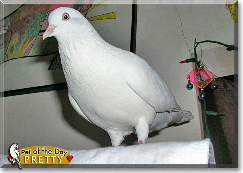 Pretty Pigeon, the Pet of the Day Pretty Pigeon, the Pet of the Day