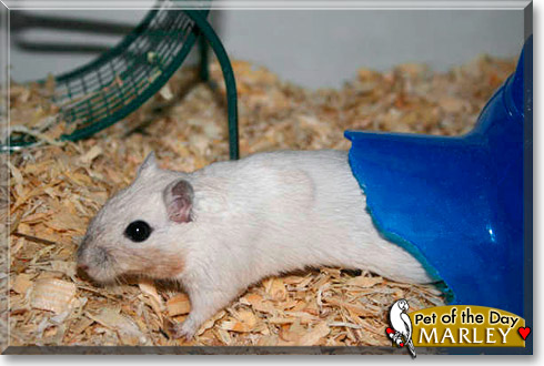 Marley, the Pet of the Day Marley, the Pet of the Day