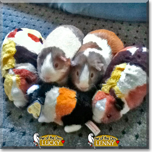 Lucky, Lenny, the Pet of the Day Lucky, Lenny, the Pet of the Day